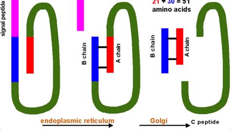 Insulin Synthesis And Secretion Youtube