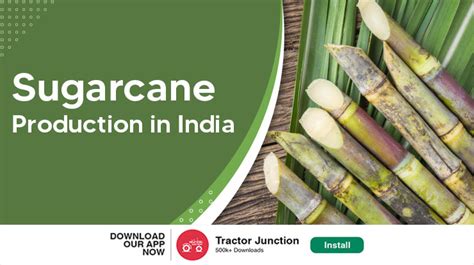 Sugarcane Production In India Largest Producing States