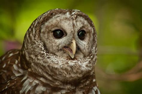 Barred Owl (Strix varia) stock photo. Image of natural - 19502296