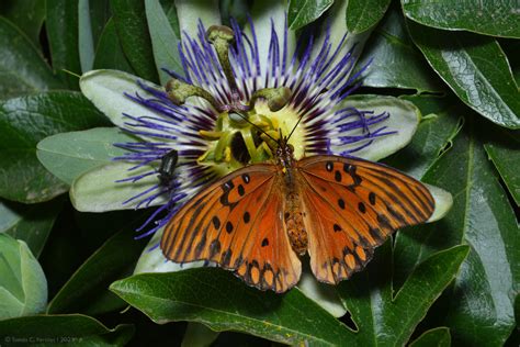 Gulf Fritillary From Puerto Madryn S N Babasonicos S N X C Rdoba