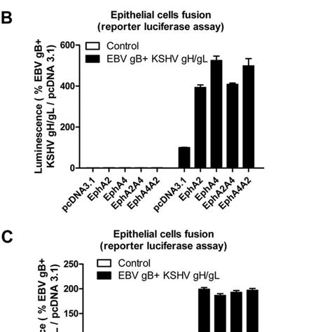 The Ectodomain Of Epha And Epha Are Interchangeable For Kshv Fusion