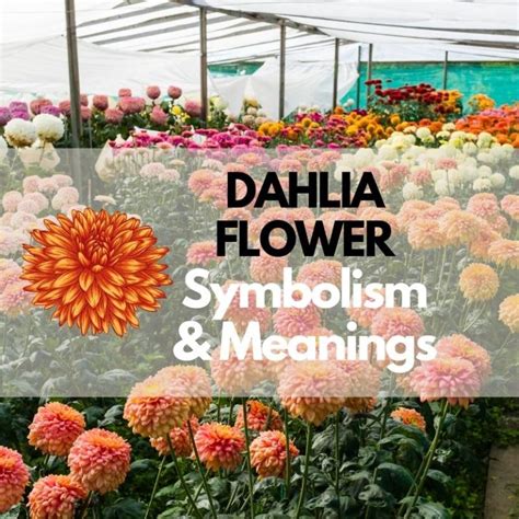 Dahlia Flower Symbolism Meanings And History Symbol Genie