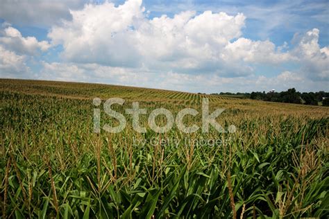 Iowa Corn Field Stock Photo | Royalty-Free | FreeImages