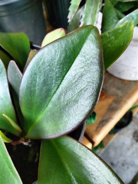 Peperomia Red Margin Clusiifolia Red Margin Red Edged Radiator Plant Etsy