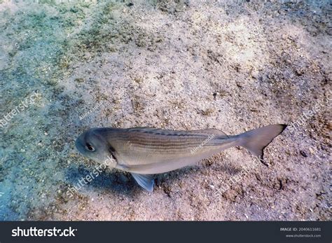 Gilthead Seabream Underwater Sparus Aurata Orata Stock Photo 2040611681