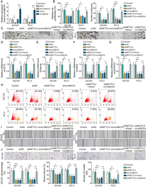 Mettl Silencing Restrains Pca Cell Stemness And Metastasis Via