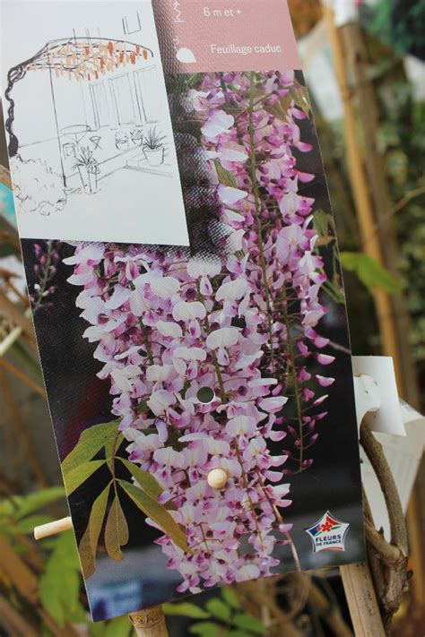 Glycine Du Japon Wisteria Floribunda Pink Ice 1 Jardi Pradel