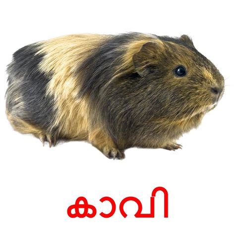 11 Printable Domestic Animals Flashcards In Malayalam Free Pdf