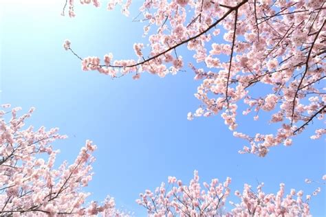 近所の桜の開花日がわかる一番シンプルな方法とは？ Radichubu ラジチューブ