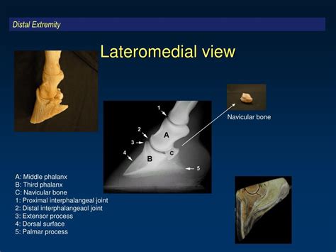 Ppt Normal Radiographic Anatomy Of The Equine Metacarpus Metatarsus