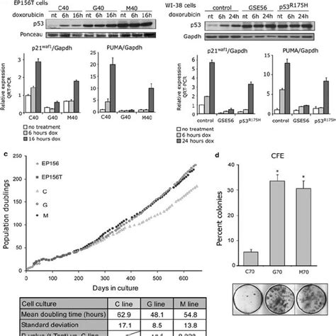 Mutant P53 Upregulates Twist1 Expression A P53 R175h Bearing