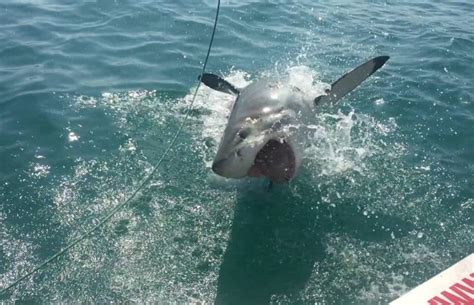 Volunteering in South Africa – Encounters with Great White Sharks