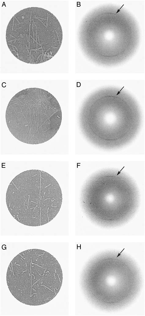 Tau Filaments From Human Brain And From In Vitro Assembly Of