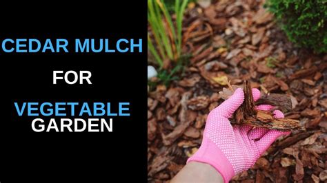 Cedar Mulch For Vegetable Garden Youtube