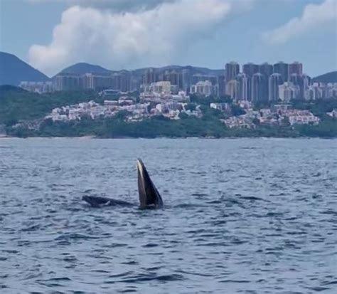 西貢鯨魚．持續更新│鯨屍被拖至萬宜西壩待查死因 海洋公園：背部正中出現第三個新傷口 新冠疫情專頁