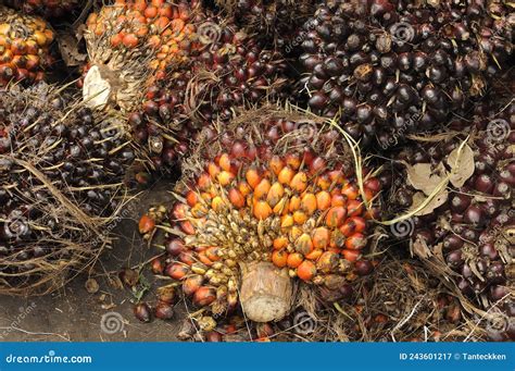 African Oil Palm Elaeis Guineensis The Oil Palm Was Introduced To