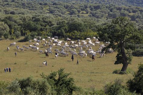 Siti Naturali UNESCO Per Il Clima Il Parco Nazionale Del Gargano Si