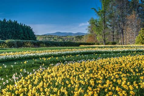 Daffodil Festival At Gibbs Gardens