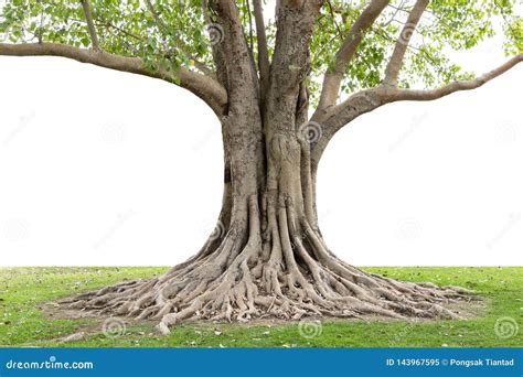 Trunk And Big Tree Roots Spreading Out Beautiful In The Tropics The