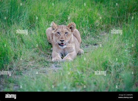 Roaring lion cub hi-res stock photography and images - Alamy