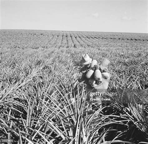 152 Pineapple Plantation Hawaii Stock Photos, High-Res Pictures, and Images - Getty Images