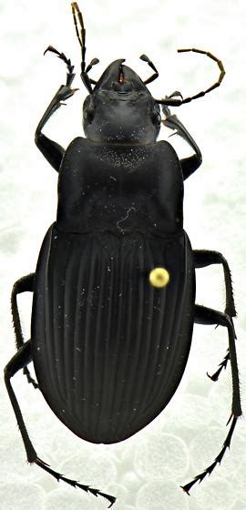 Dicaelus Dilatatus Sinuatus Dicaelus Dilatatus Bugguidenet