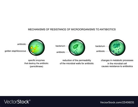 Mechanisms Of Microbial Cell Resistance Royalty Free Vector