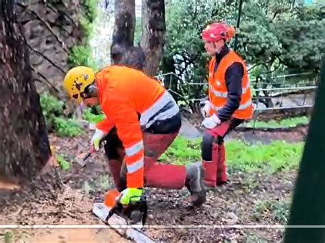 Genova Abbattuti Gli Alberi Secolari Di Scalinata Borghese Ora