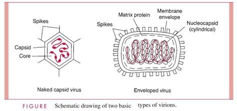 Virion Size And Design Viral Structure