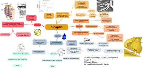 Fisiología Básica Sinapsis Y Neurotransmisores