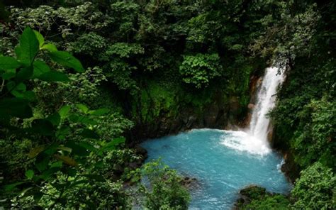 Waterfall Lagoon Trees Jungle Forest Green Leaves Landscape 4k Hd