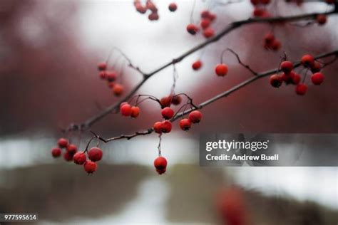 Winterberry Tree Photos and Premium High Res Pictures - Getty Images