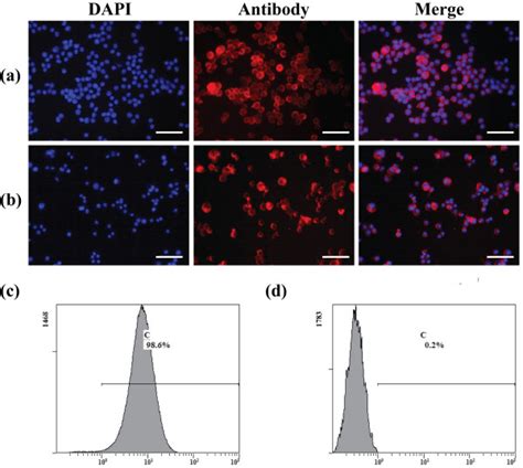 Characterization Of Macrophages Immunofluorescence Staining Showed