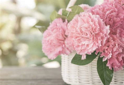 ¿conoces El Significado De Los Claveles Rosas Descúbrelo