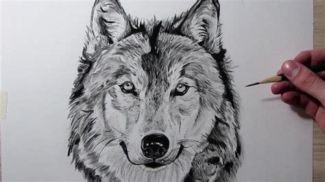 Cómo dibujar un Lobo YouTube