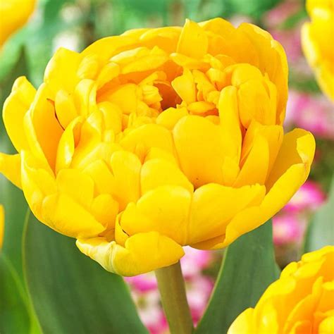 Gefüllte Tulpe Gelbe 5 st Preise und Meinungen Online Shop für