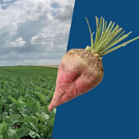 Fodder Beet Seed Cariko Florimond Desprez Rhizomania Resistant