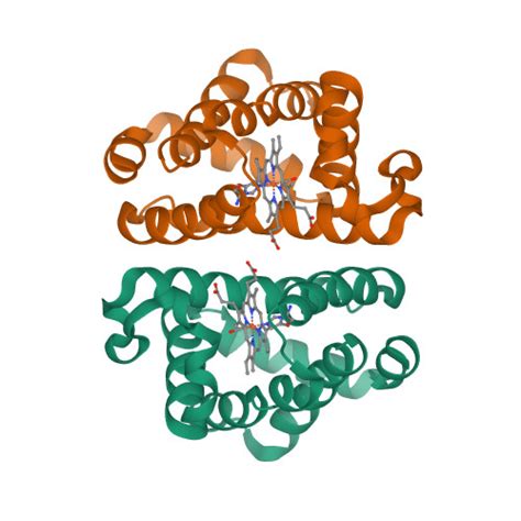 RCSB PDB 1JZL Crystal Structure Of Sapharca Inaequivalvis HbI I114M