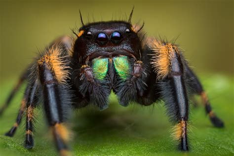 Phidippus Otiosus Adult Male Georgia Patrick Zephyr Photography