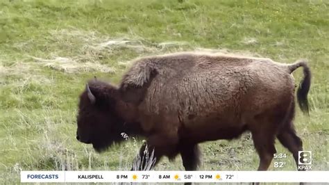 2nd bison goring in 3 days reported at Yellowstone National Park