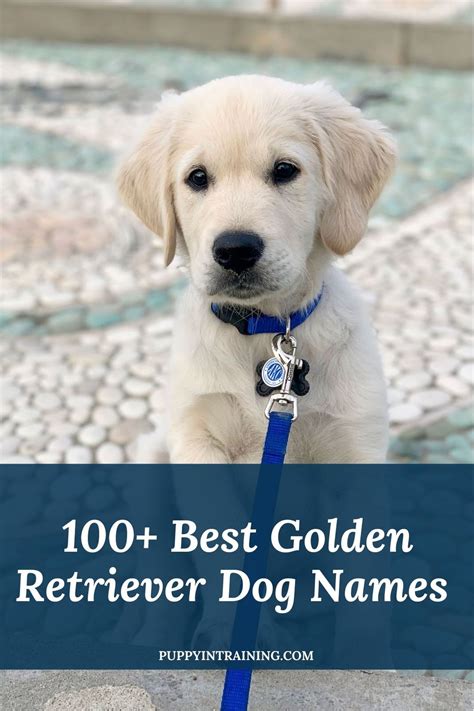 100+ Golden Retriever Dog Names - What Should You Name Your Puppy ...