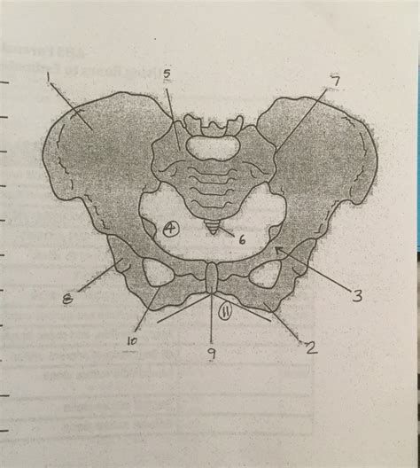 Pelvis Diagram Quizlet