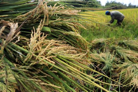 Produksi Padi Di Kabupaten Aceh Barat Ditargetkan Mencapai Ribu Ton