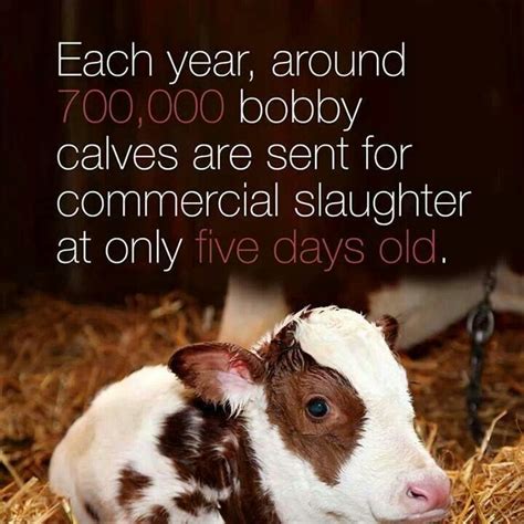 Pin By Pjuergy On Compassion Animals Calves Compassion