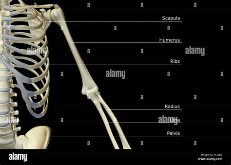 Ossa Arto Superiore Anatomia Immagini E Fotografie Stock Ad Alta