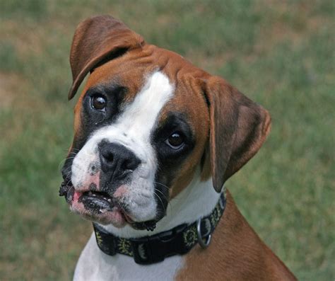 Dog Boxer White