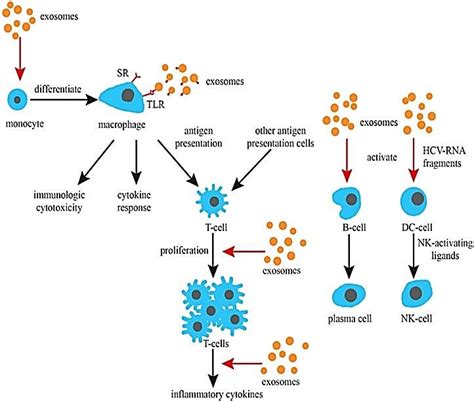 Exosomes And The Induction Of Immune Responses Exosomes Promote The