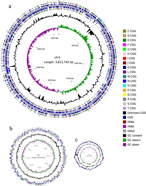 Circular Representation Of The Genome Of Pseudoalteromonas Agarivorans