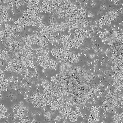 Wehi 231细胞株宁波明舟生物科技有限公司，细胞，菌株 ，atcc，保藏中心