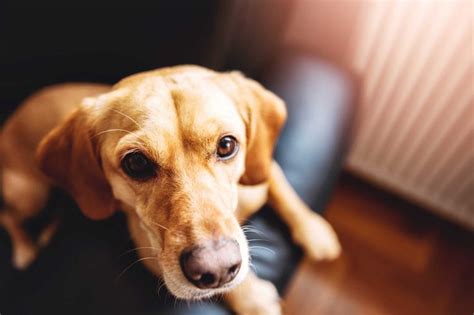 Dog Arthritis Symptoms Owners Should Watch For | Reader's Digest